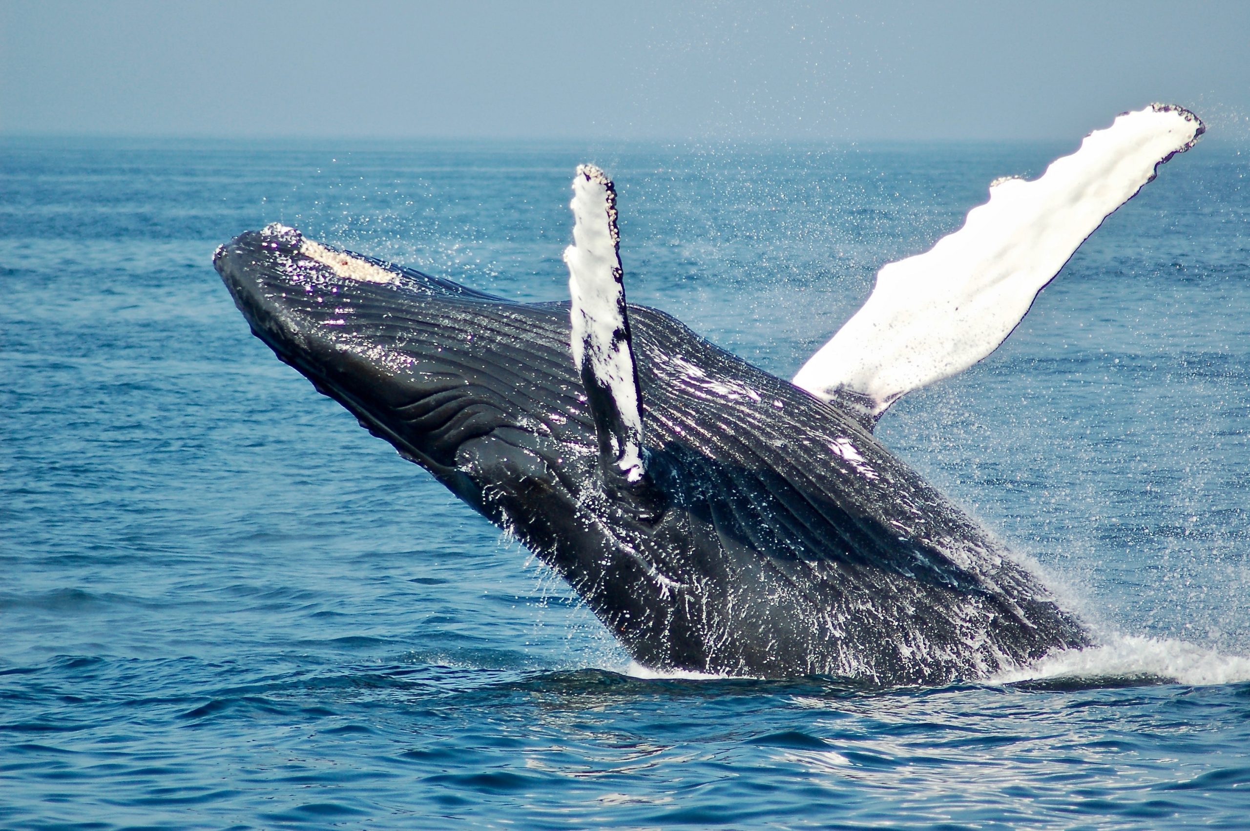 Trincomalee Whale Watching