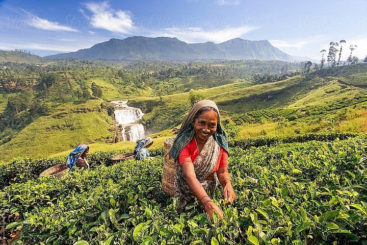 Pedro Tea Estate Tour