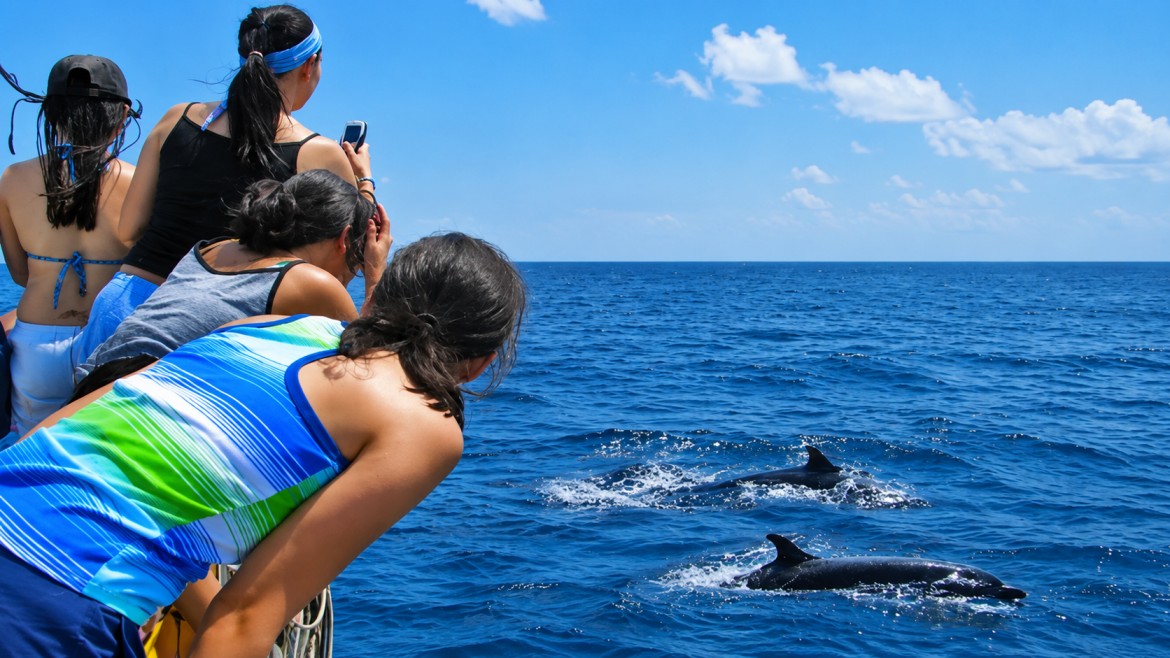 Kalpitiya Dolphin & Whale Watching