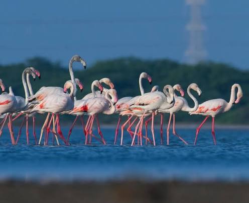 Mannar