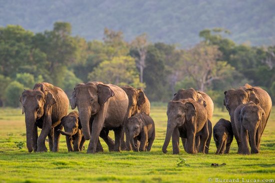 Minneriya National Park