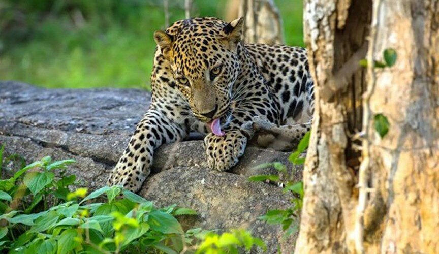 Yala National Park Safari